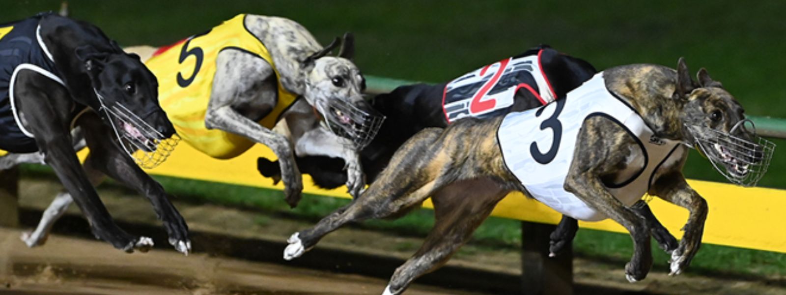 Greyhound Racing